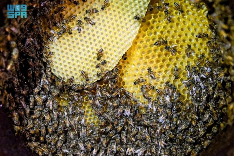 خلايا-النحل-بالطائف-تستعد-للهجرة-التهامية