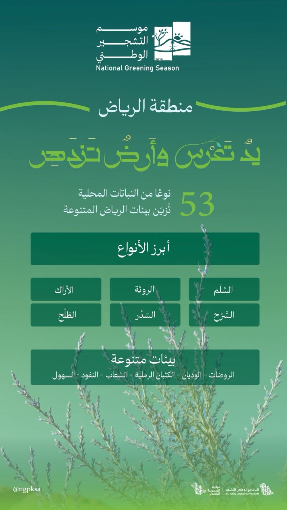 البرنامج-الوطني-للتشجير:-الطلح-والسدر-والسَّلَم-أبرز-النباتات-الملائمة-للرياض