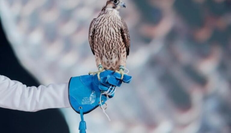 مزاد-نادي-الصقور-السعودي.-بيع-شاهين-فرخ-بـ-80-ألف-ريال-في-الليلة-23