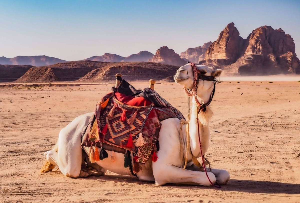 الذكاء-الاصطناعي-يساهم-في-تعزيز-رعاية-وتربية-الإبل-في-المملكة-العربية-السعودية