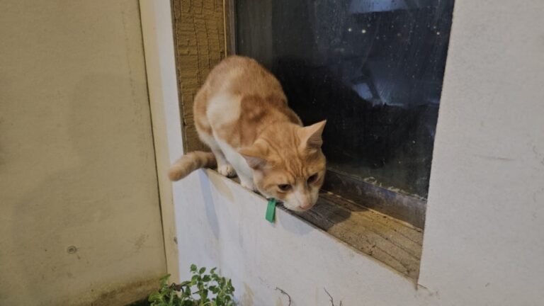 بجهود-ذاتية.-مبادرة-بالدمام-تنجح-في-إيواء-وتأهيل-16-ألف-حيوان-ضال