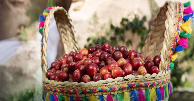 “ريف-السعودية”-يستهدف-رفع-إنتاج-البن-السعودي-إلى-7-آلاف-طن-سنويًا