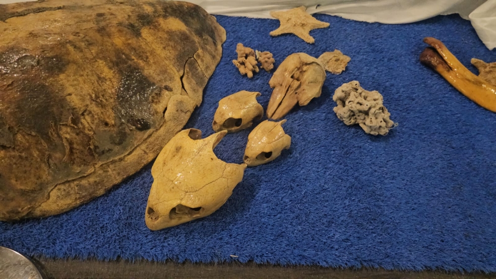 حوت-بطول-11-متراً-وسلاحف-معمرة-تفاجئ-زوار-مهرجان-الروبيان