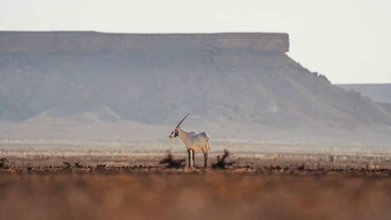 إقبال-متصاعد-وتجربة-فريدة.-“موسم-العرمة”-يرسّخ-موقعه-كأول-مواسم-السياحة-البيئية
