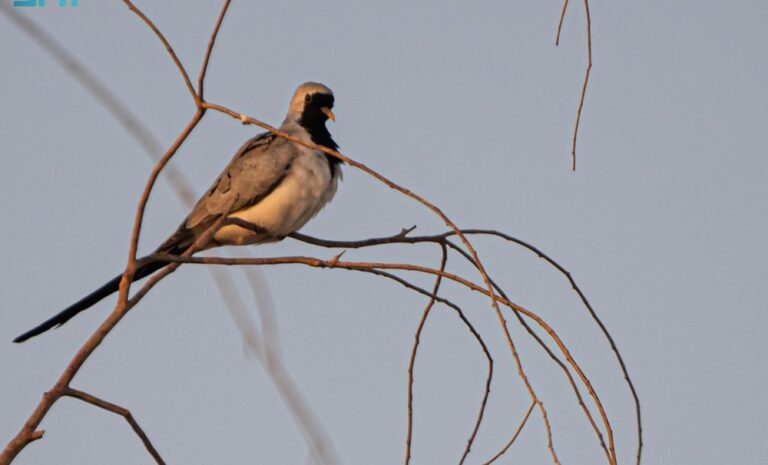 انتشار-اليمام-طويلة-الذيل-في-منطقة-الحدود-الشمالية