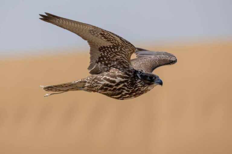 كأس-نادي-الصقور-السعودي-2025-يقيم-6-أشواط-للهواة-في-ثاني-أيامه