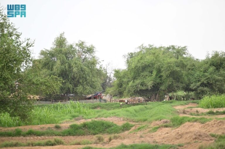 السدر-يكافح-التصحر