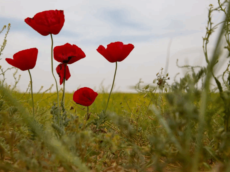 39-نوعاً-نباتياً-محلياً-يعزز-الغطاء-الأخضر-في-الحدود-الشمالية