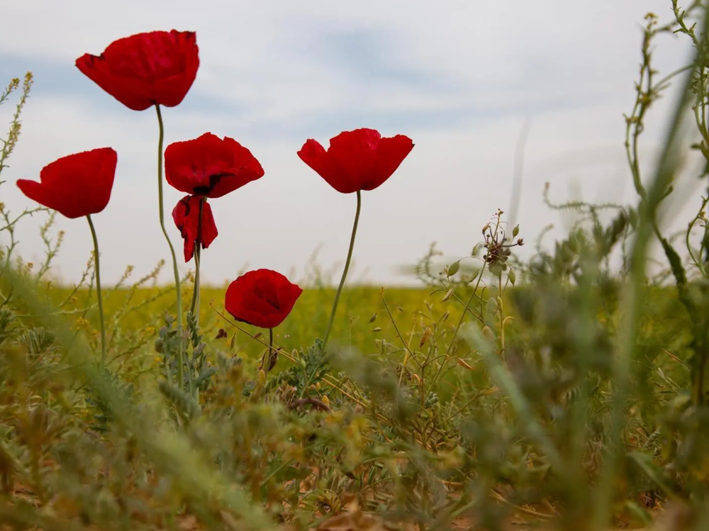 39-نوعاً-نباتياً-محلياً-يعزز-الغطاء-الأخضر-في-الحدود-الشمالية