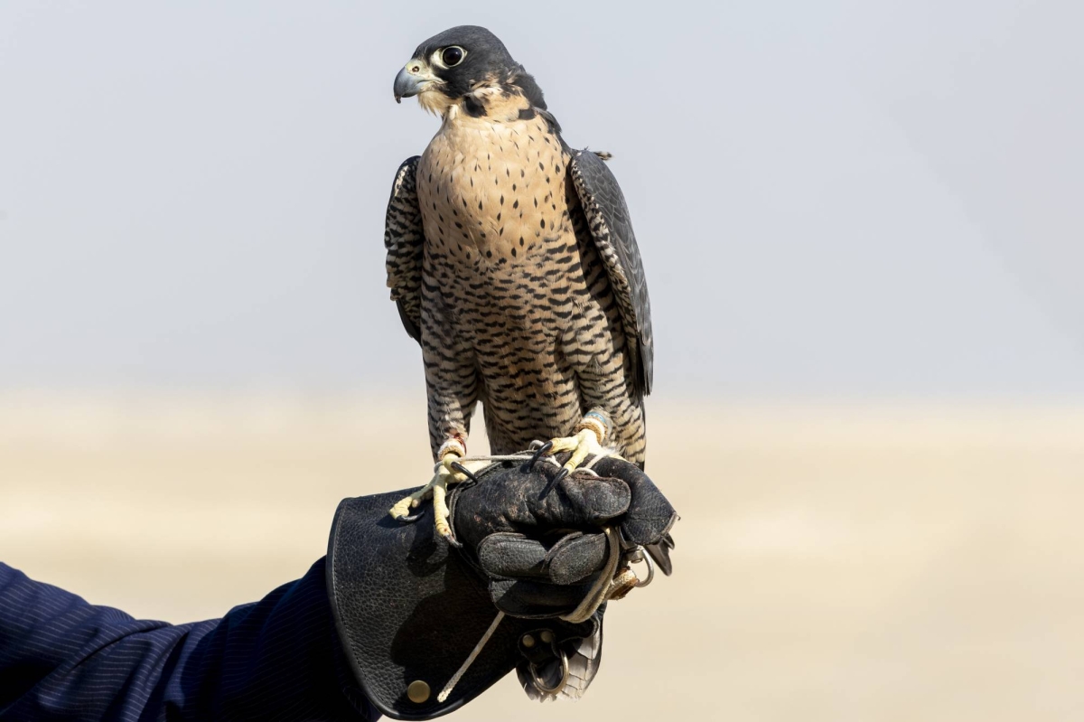 الصقّارة-السعودية-نورة-المنصوري-تنتزع-صدارة-شوط-شاهين-قرناس-محترفين-في-كأس-نادي-الصقور-2025 