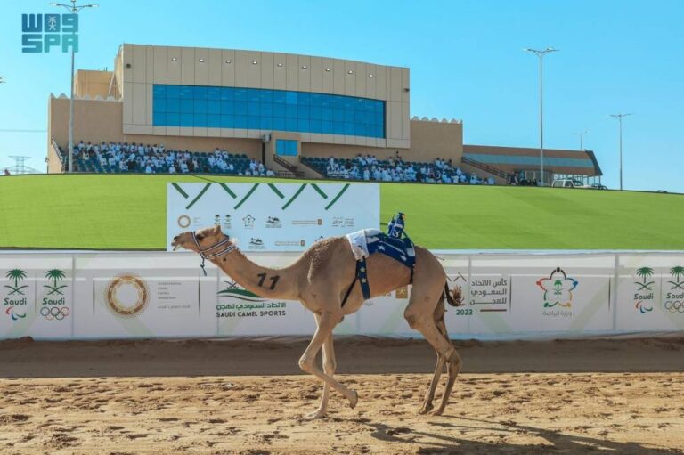 كأس-وزارة-الرياضة-للهجن-ينطلق-اليوم