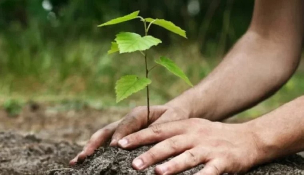 10-مليارات-شجرة.-“الوطني-للتشجير”-يعلن-إطلاق-4-مبادرات-بيئية