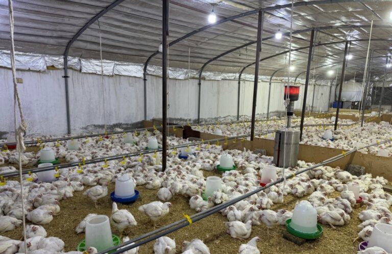 إلزام-مشاريع-الدواجن-بالتسجيل-في-“نما”-لربطها-بالكهرباء-وإزاحة-الوقود-السائل