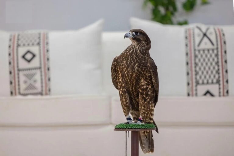 38-مليون-ريال.-تفاصيل-جوائز-مهرجان-الملك-عبدالعزيز-للصقور