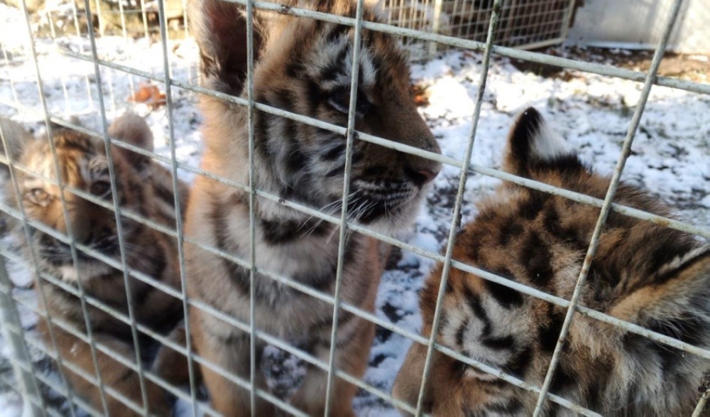 الانتربول-يكشف-عن-أرقام-صادمة-للاتجار-بالحيوانات-الحية