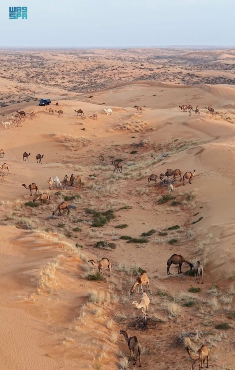 لعشّاق-الرحلات.-الأمطار-تحوّل-النفود-الكبير-إلى-لوحة-جذابة-برفحاء