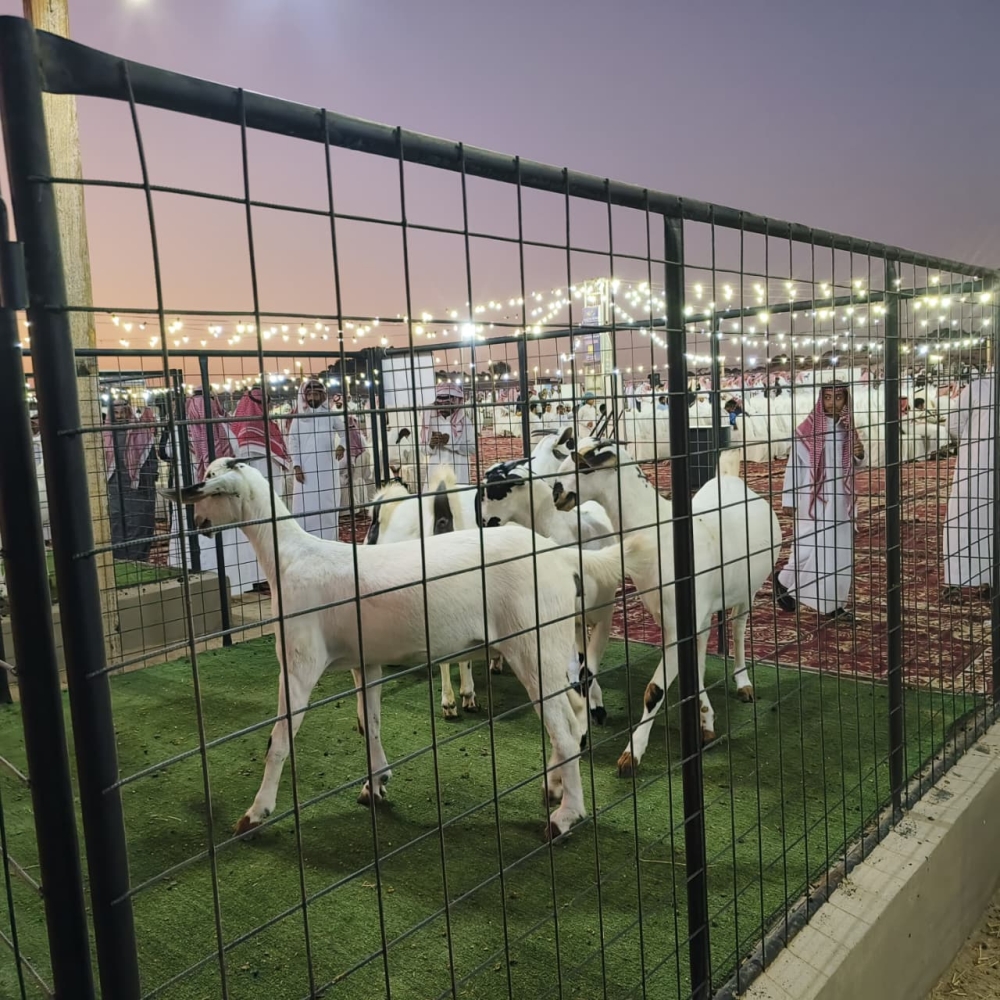 مكة-المكرمة.-مشاركة-واسعة-بملتقى-ملاك-الماعز-البيشي-الأصيل-بعمق