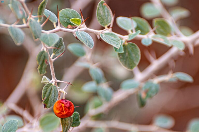 شاهد|-أشجار-السدر-بوادي-الهلالي.-مقصد-هواة-التصوير-البيئي-في-عرعر