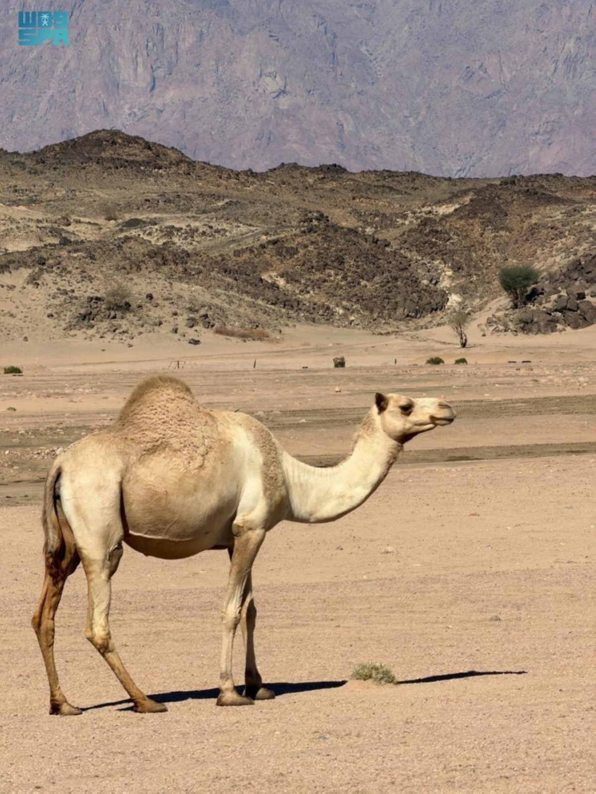 دراسة-من-كاوست:-تنوع-النباتات-
يعزز-قدرة-الأراضي-الجافة-على-تحمل-الرعي