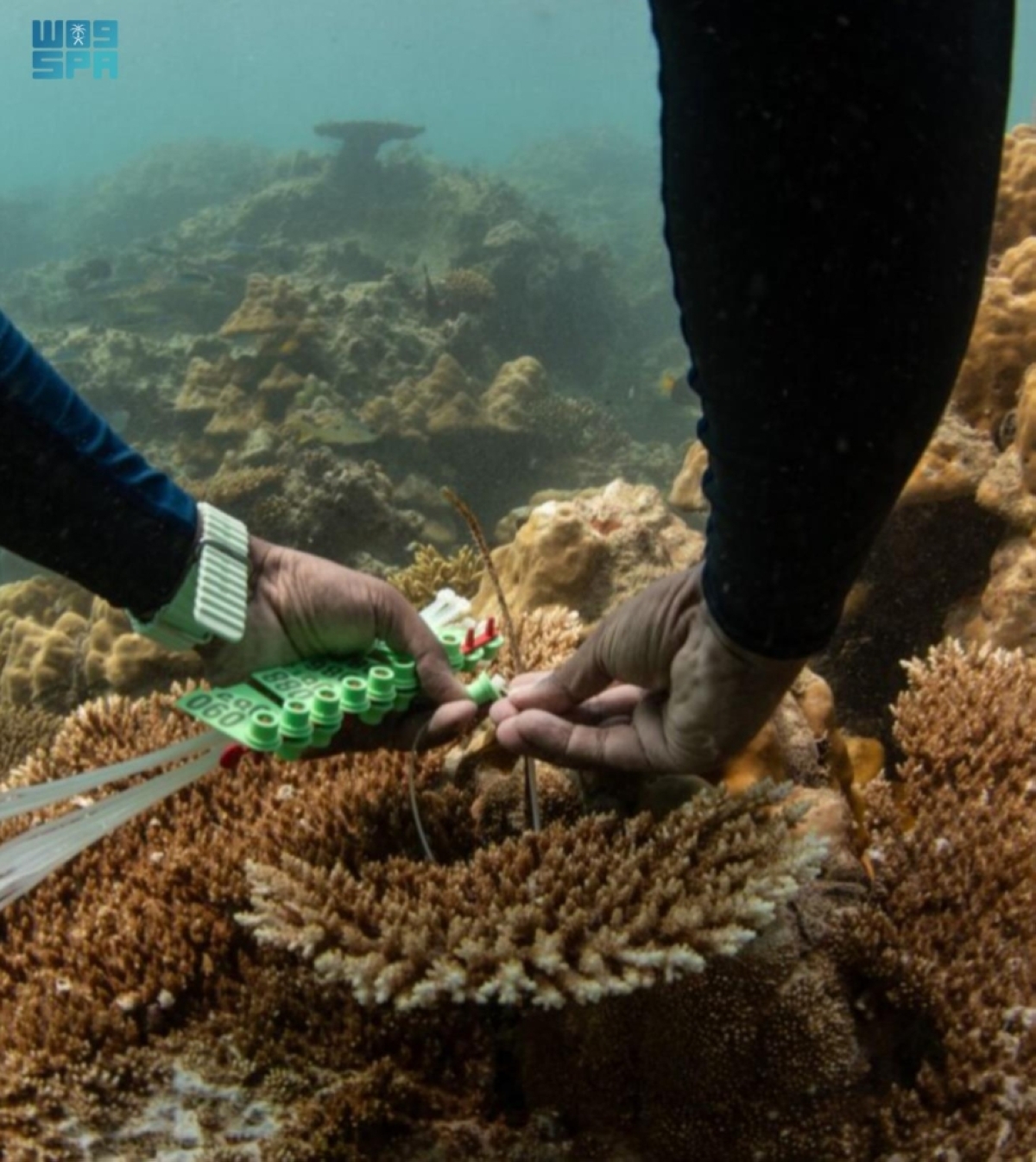 كيف-أصبحت-الشعاب-المرجانية-كنزا-دوائيا؟