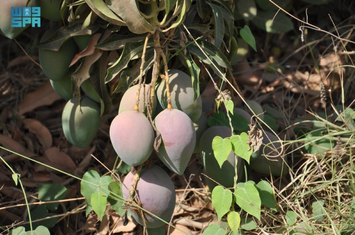 توسع-رقمي-يعزز
وصول-فاكهة-المانجو-من-جازان-إلى-مدن-المملكة