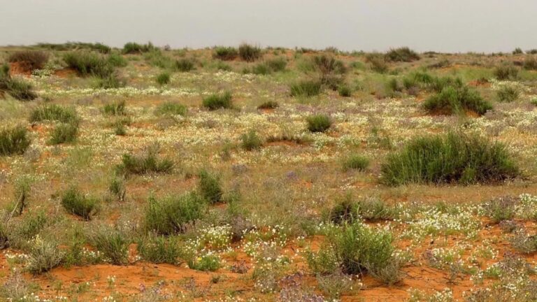 "الأربيان" تضفي اللون الأبيض الناصع على رمال لينة