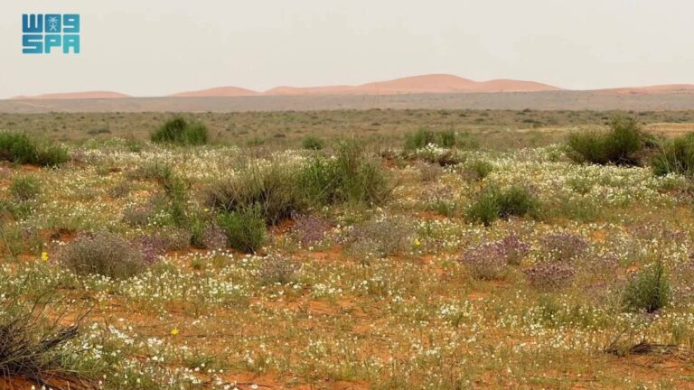 «الأربيان»-يكسو-رمال-«لينة»-بحلة-ربيعية-بيضاء