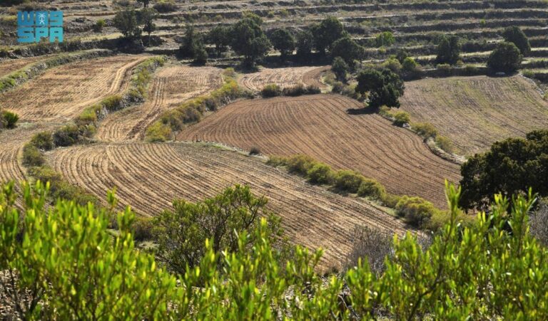 مزارعو-عسير-يستعدون-لزراعة-محاصيل-الربيع