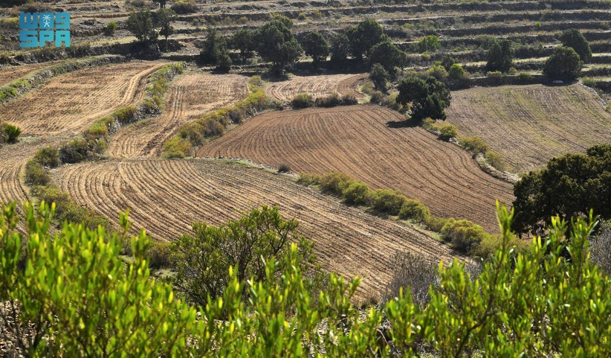 مزارعو-عسير-يستعدون-لزراعة-محاصيل-الربيع