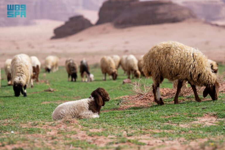 طلائع-الربيع-بتبوك-تعزز-من-جاذبية-السياحة-وتسهم-في-دعم-المناشط-الرعوية