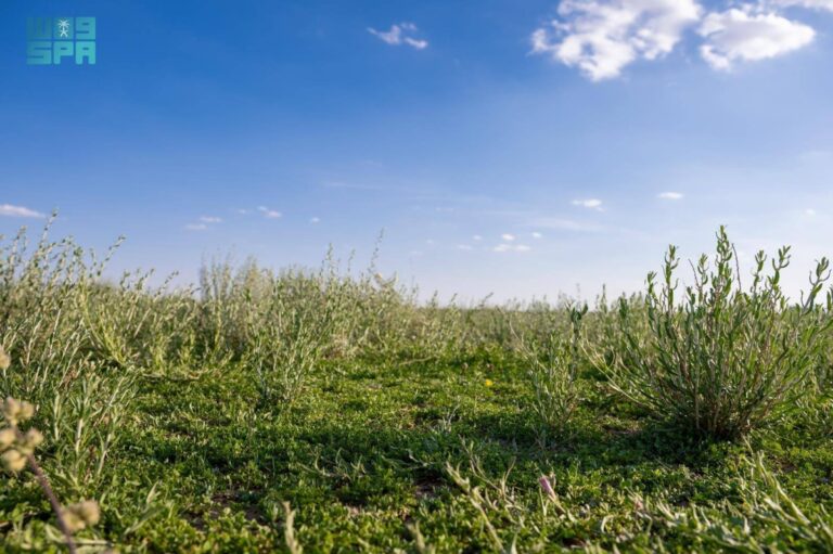 أجواء-ربيعية-وطبيعة-خلابة-تستقطب-عشاق-الرحلات-البرية-بالحدود-الشمالية