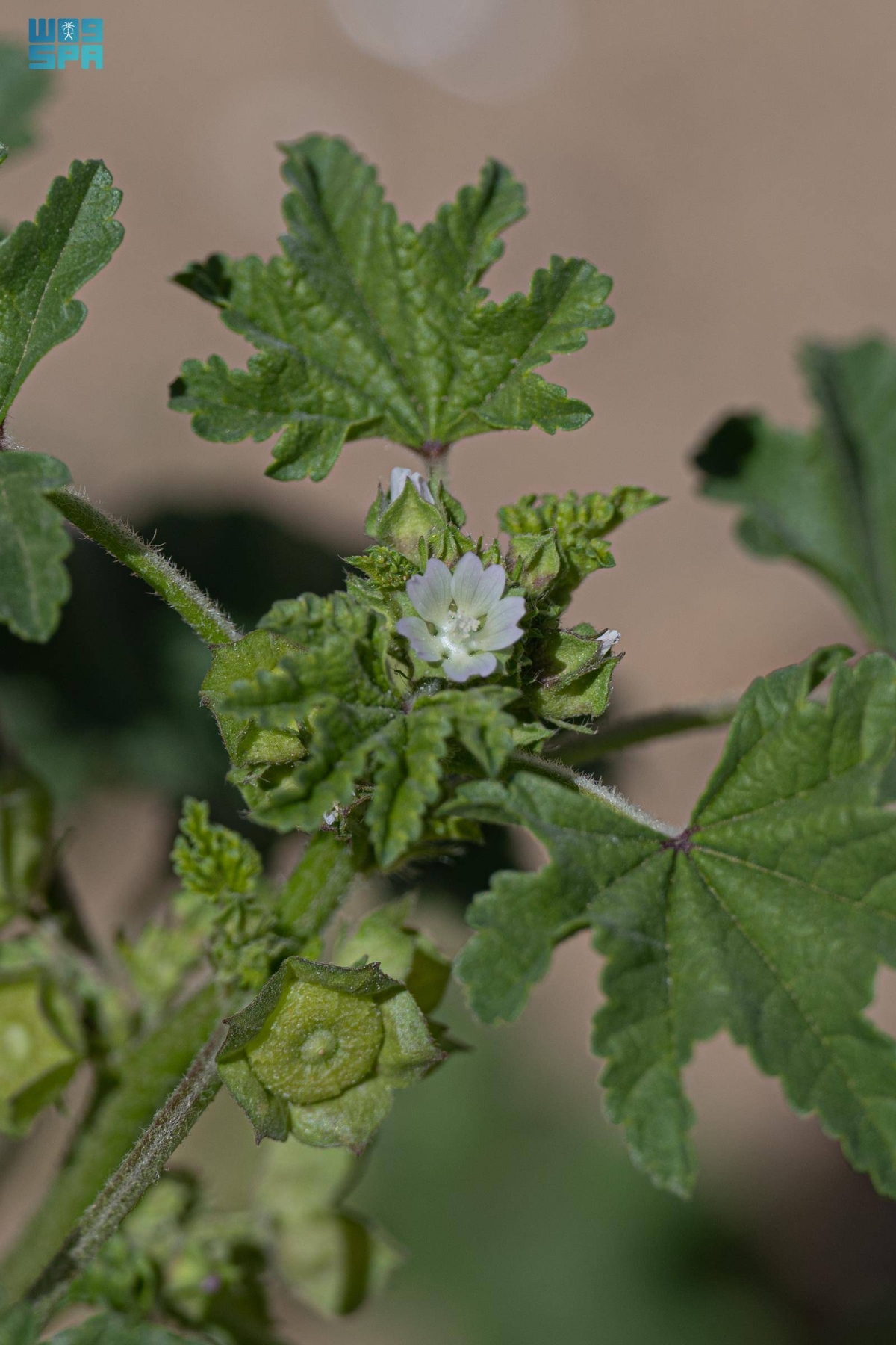 في-الربيع.-الخبيز-يضفي-جمالا-على-براري-الحدود-الشمالية