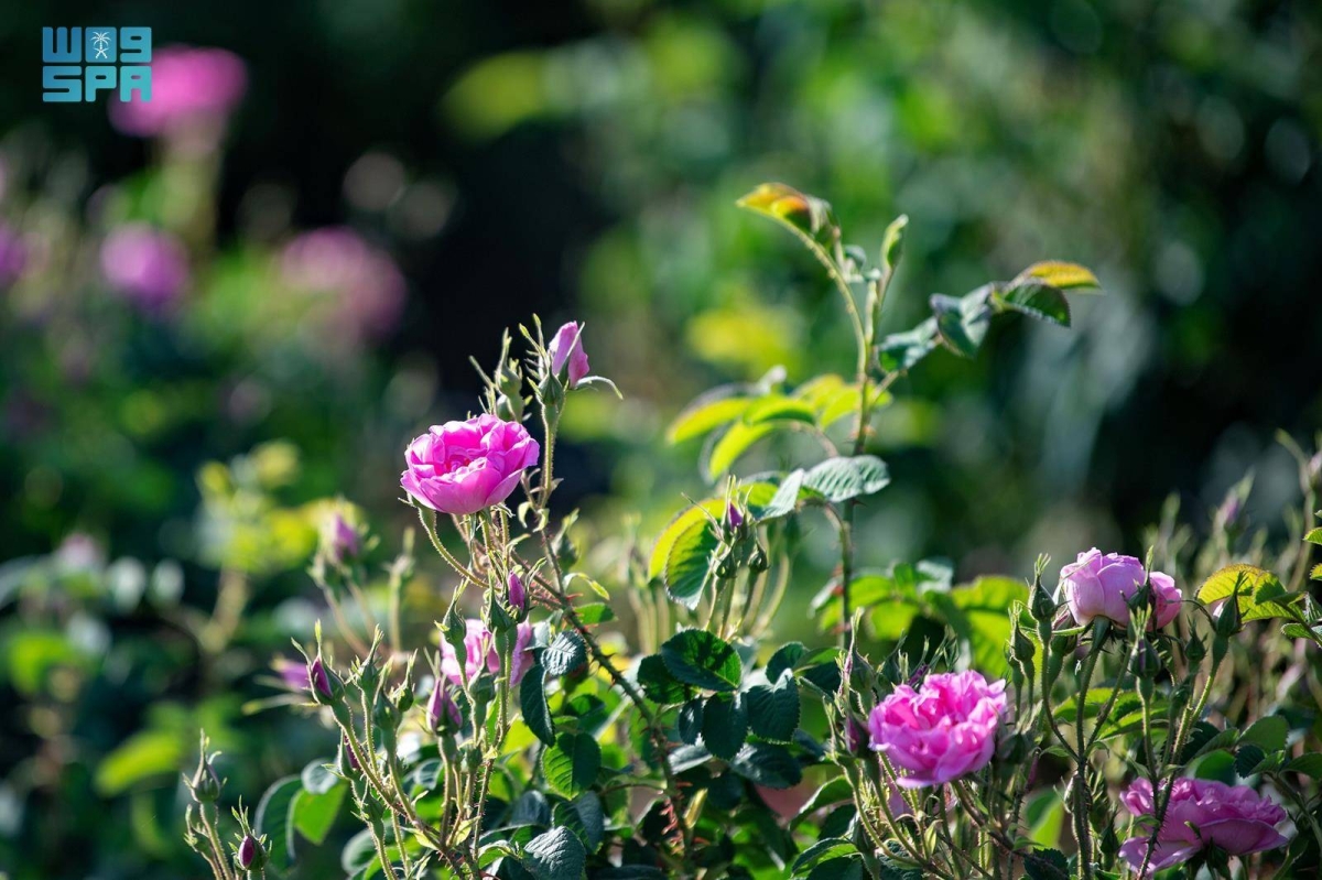 مزارع-الورد-الطائفي-تشهد-وفرة-في-المحصول-الموسمي