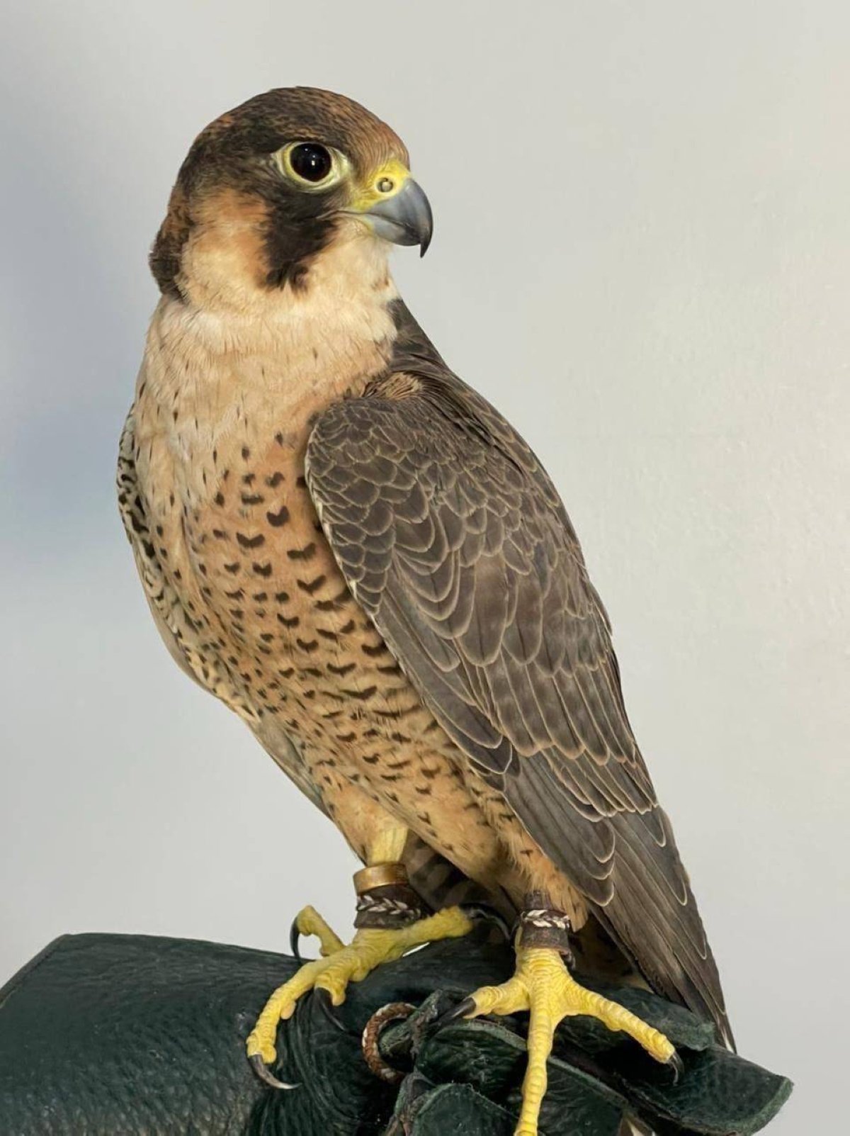 إنجاز-سعودي-يفك-الشفرة-الوراثية-للصقور-ويعزز-صونها-عالميا