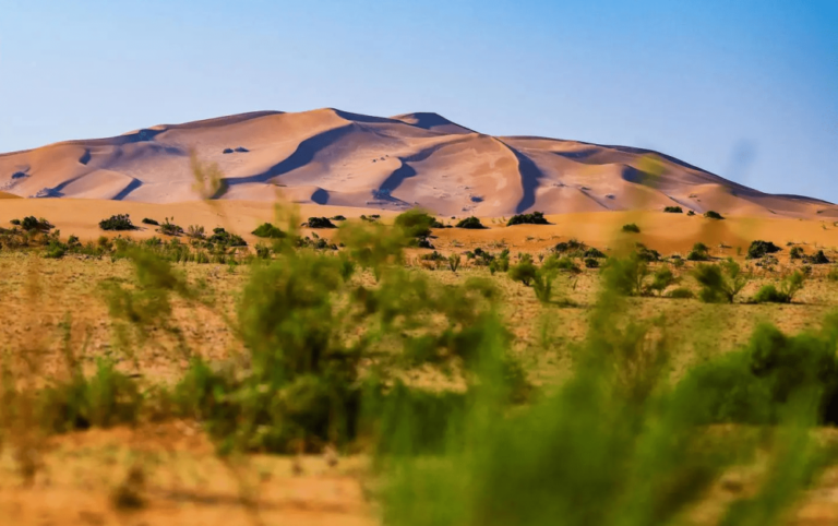ضوابط-رعي-محدثة-في-محمية-الإمام-تركي-بن-عبدالله-الملكية