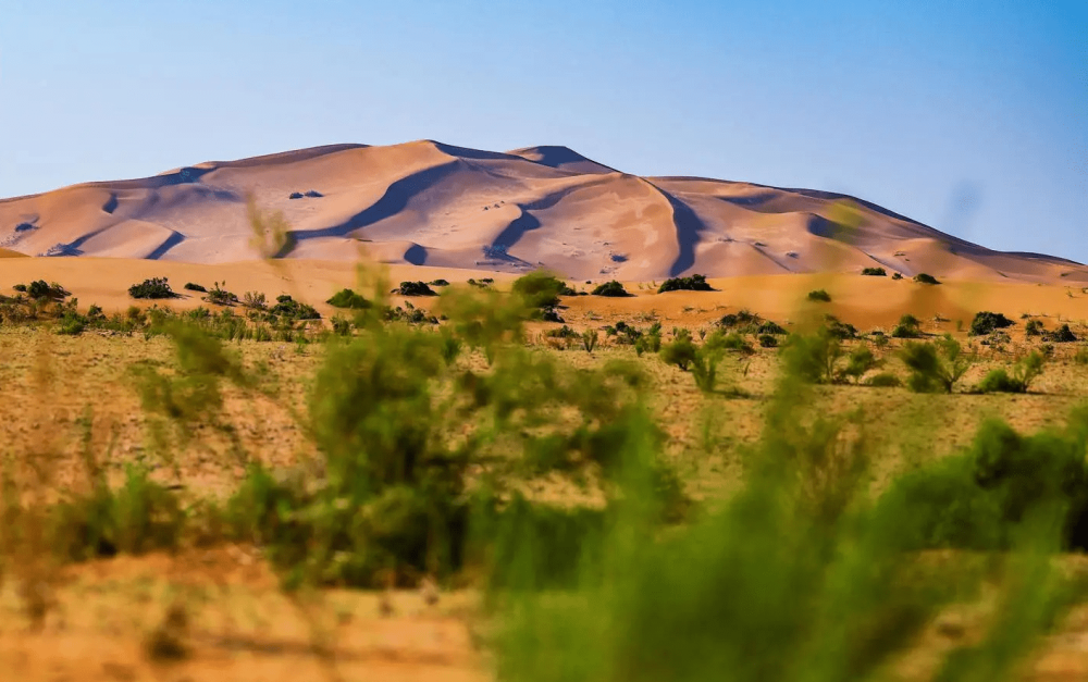 ضوابط-رعي-محدثة-في-محمية-الإمام-تركي-بن-عبدالله-الملكية