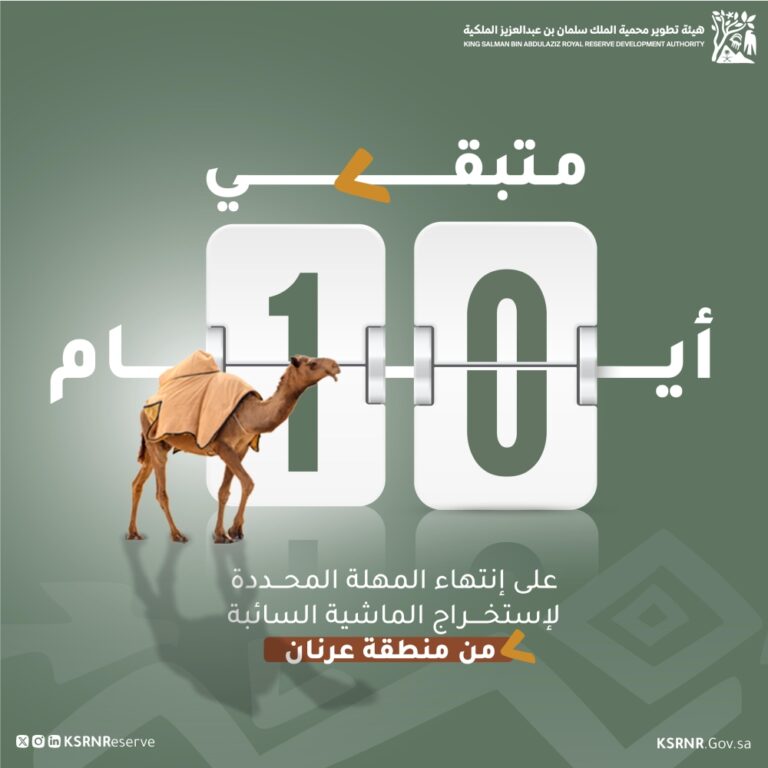 تبدأ-اليوم.-مهلة-10-أيام-لإخراج-الماشية-السائبة-بـ”عرنان”-في-محمية-الملك-سلمان