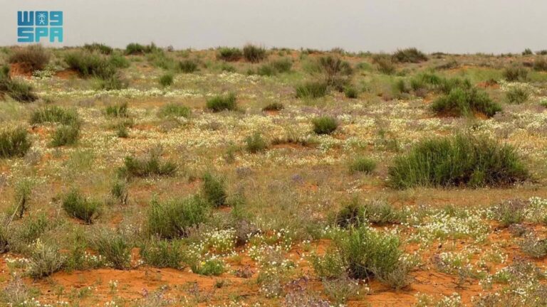 متنزه-حلي-البري-بالقنفذة.-إعادة-تأهيل-نوعية-تعيد-تشكيل-المشهد-البيئي-وتعزز-جودة-الحياة