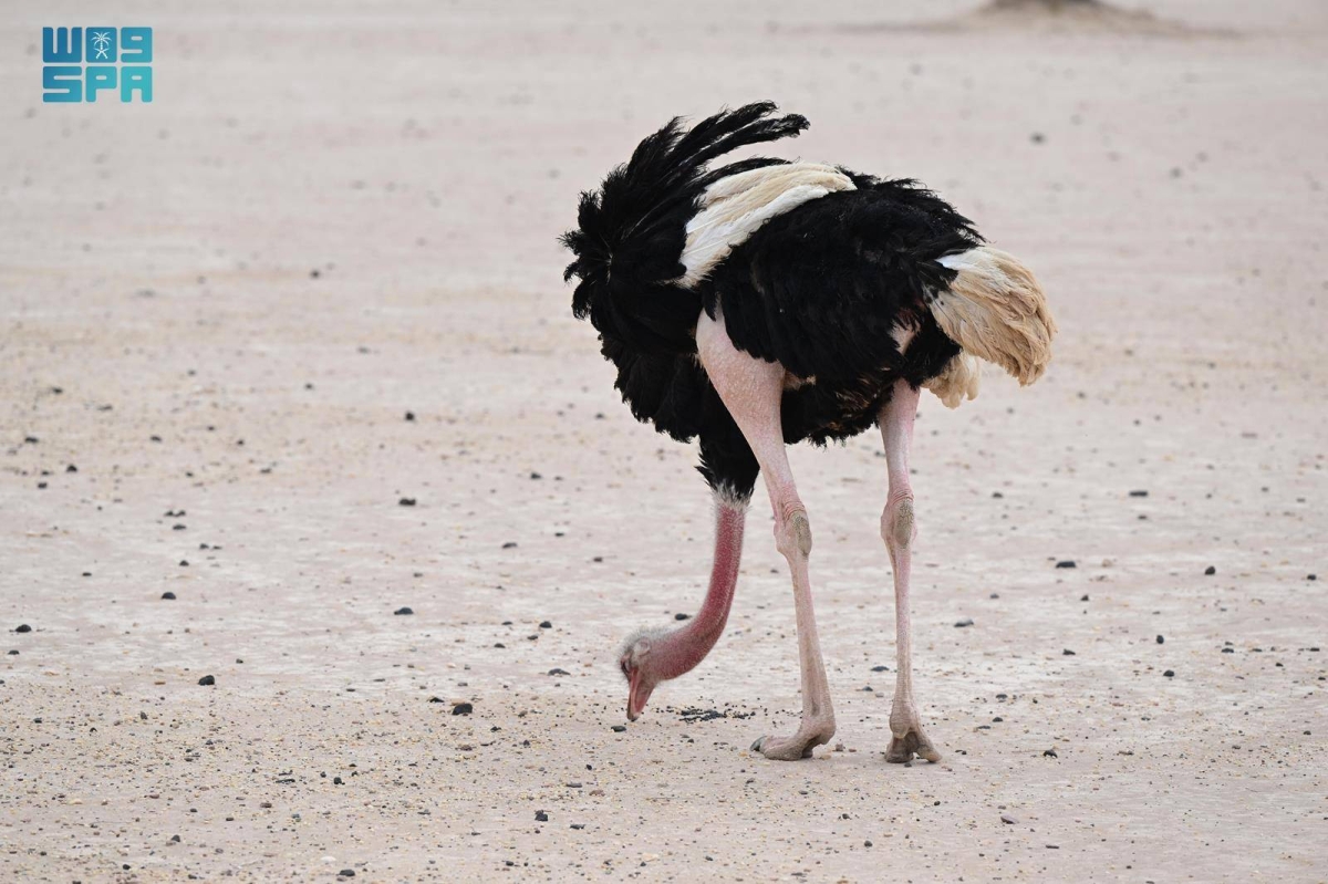 جولة-الحياة-البرية-في-الحجر-بالعلا.-رحلة-يكتشف-من-خلالها-الزائر-تناغم-الطبيعة-والحياة-الفطرية