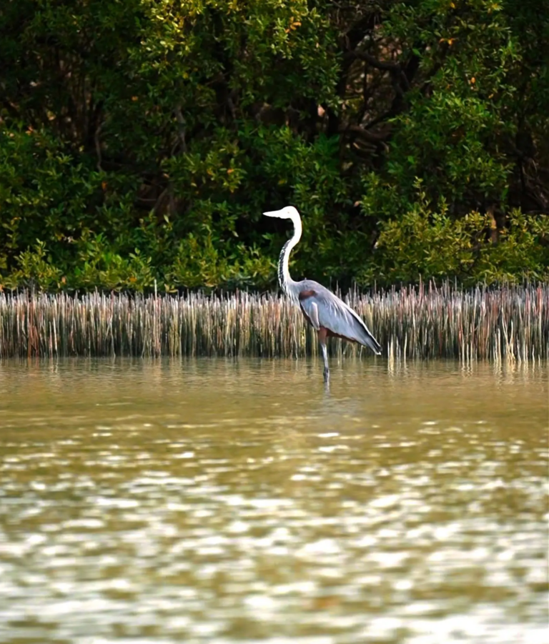 جزيرة "زُفاف".. لؤلؤة فرسانية تختزن أسرار البحر الأحمر
