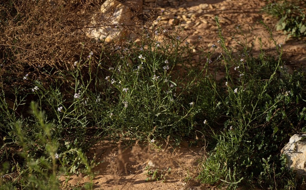 صور|-الغطاء-النباتي-في-الحدود-الشمالية-يجذب-المهتمين-بالرحلات-البرية