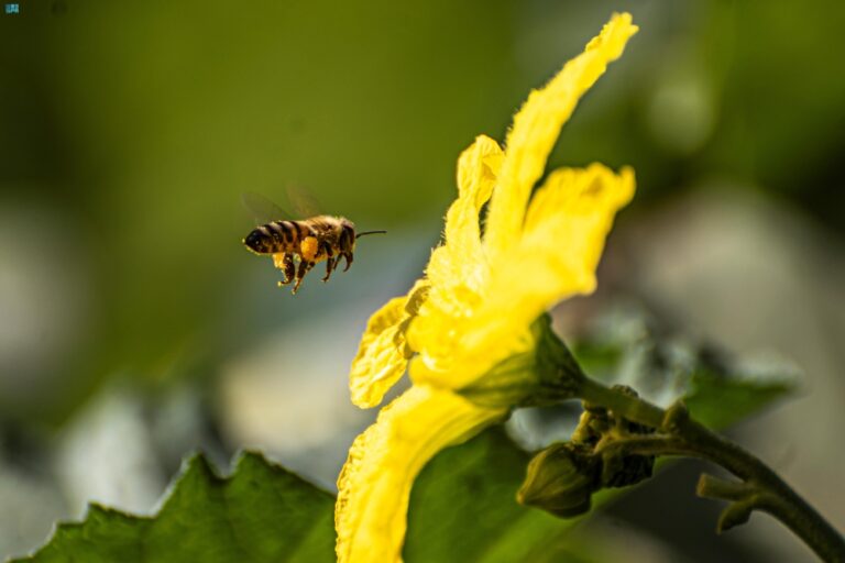 إطلاق-9-ملايين-كائن-نافع-لحماية-مزارع-المملكة