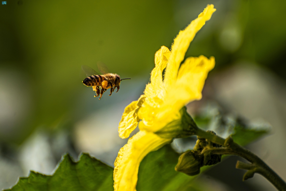 إطلاق-9-ملايين-كائن-نافع-لحماية-مزارع-المملكة