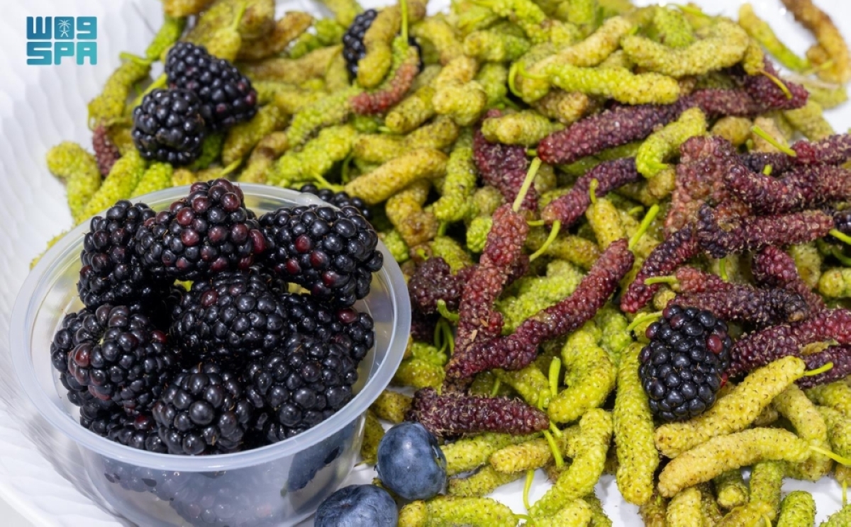 القصيم-تشهد-تحولا-في-زراعة-التوت-
ودورها-في-الأمن-الغذائي