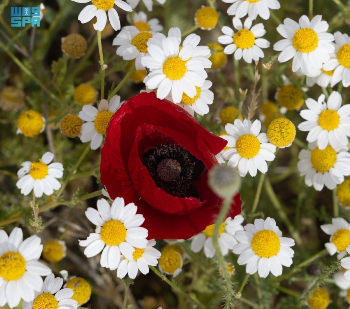 «زهرة-الديدحان»-تكسو-صحراء-الحدود-الشمالية-بالأحمر-وتشكل-لوحة-ربيعية-طبيعية