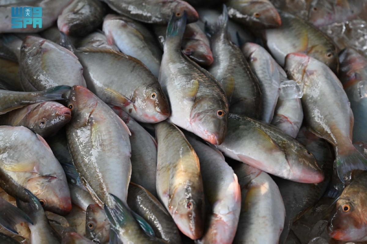 سوق-السمك-في-جزر-فرسان.-ركيزة-اقتصادية-تعكس-تنوع-الإنتاج-واستدامة-الثروة-البحرية