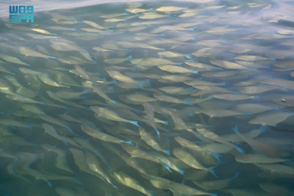 أسراب-«سمك-الحريد»-تظهر-على-شواطئ-
جزر-فرسان