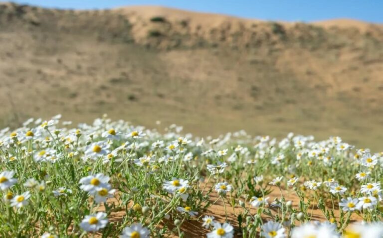 صور-|-مشاهد-مبهرة.-أمطار-القصيم-تُنعش-الغطاء-النباتي-وتبرز-جمال-الربيع