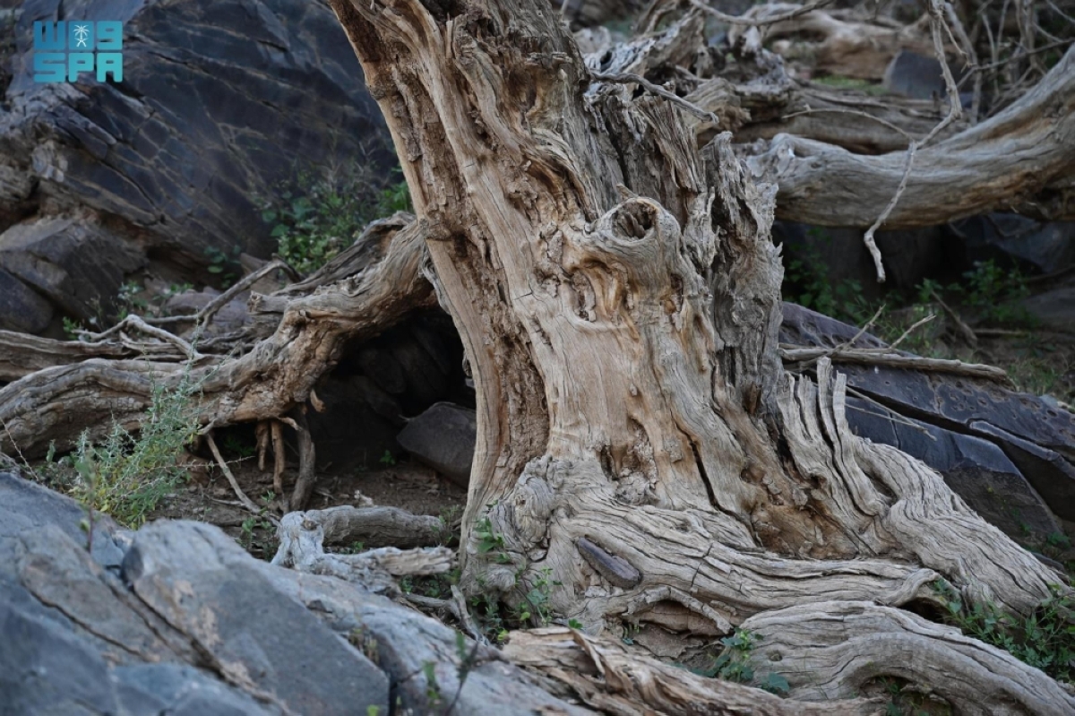 قرية-الأراك-بالعلا.-ارتباط-تاريخي-بزراعة-شجر-الأراك-وإنتاج-السواك