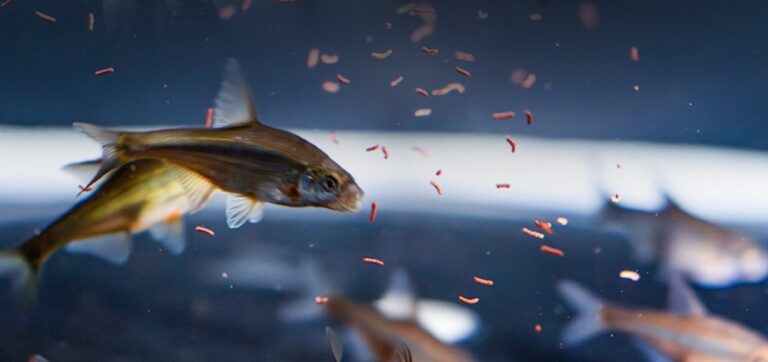 إطلاق-أول-برنامج-وطني-لإكثار-وإعادة-توطين-أسماك-المياه-العذبة-بالسعودية